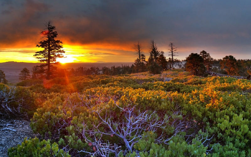 sunrise, scenic, landscape, sunset, nature, outdoors, bryce point, bryce canyon, national park, utah, trees, colorful, sky, dawn