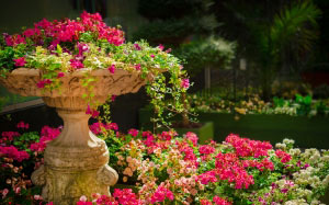 nature, garden, flowers, plants, summer, green, spring, colorful, park, red, beauty, beautiful, botany, flower box, botanical