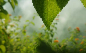 leaf, green, vegetation, light, plant, flower, sunlight, close up, macro, plant stem, shrub