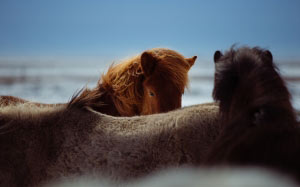 nature, animal, horseback, horse, close up, horses, head, macro