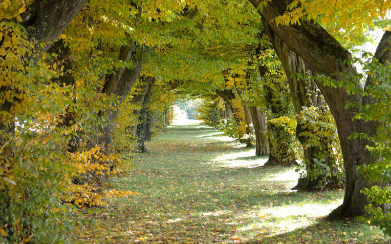 trees, forest, sunlight, leaf, autumn, garden, season, coloring, avenue, passage, deciduous, woodland, fall