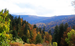 forest, trees, valley, pines, mountains, nature, wilderness, scenery, autumn, fall, spruce, fir, coniferous, national park, hill, highland, landscape