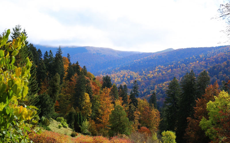 forest, trees, valley, pines, mountains, nature, wilderness, scenery, autumn, fall, spruce, fir, coniferous, national park, hill, highland, landscape