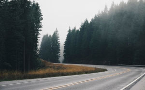 trees, forest, winter, fog, road, mist, morning, highway, driving, weather, trip, northwest, december, november, wood