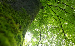 nature, green, tree, vegetation, leaf, forest, branch, plant, rain forest, sunlight, spring, trunk, woodland, stem, rainforest, grove