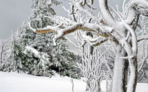 winter, white, cold, snow, tree, snowy, frost, branch, frozen, icy, nature, mountain, kandel, landscape