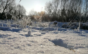 nature, branches, winter, twig, landscape, freezing, snow, sunlight, precipitation, frost, ice