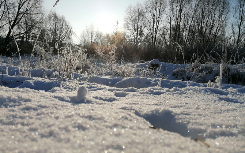 nature, branches, winter, twig, landscape, freezing, snow, sunlight, precipitation, frost, ice