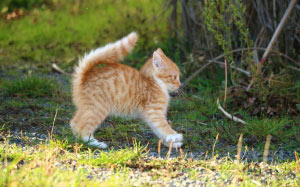pet, cute, cat, kitten, baby, young, mackerel, red mackerel tabby, autumn, grass