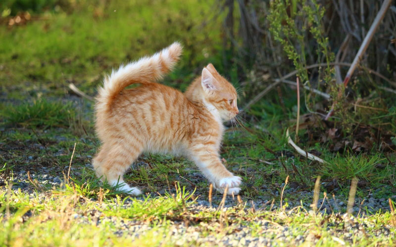 домашнее животное, милый, кот, котенок, малыш, молодой, рыжий, полосатый, осень, трава, питомец