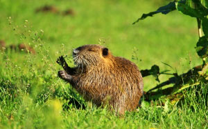 grass, nutria, rodent, nature, animal, fur, nager, mammal, coypu, summer