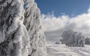 snow, winter, firs, wintry, winter forest, nature, cold, snowy, forest, landscape, frosty, frozen, spruce, advent, white, blue