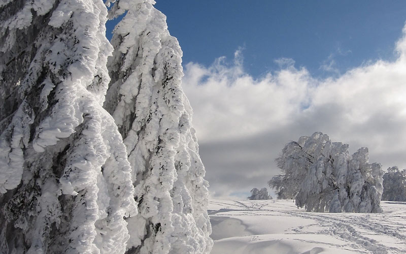 snow, winter, firs, wintry, winter forest, nature, cold, snowy, forest, landscape, frosty, frozen, spruce, advent, white, blue