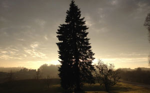 landscape, tree, nature, silhouette, winter, light, clouds, sky, sun, sunset, mist, sunlight, dusk, evening, darkness