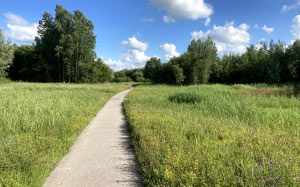 nature, landscape, summer, path, field, sky, trees, grass, green, blue