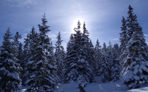 landscape, trees, nature, forest, wilderness, snow, winter, fir, season, conifer, spruce, wintry, cold