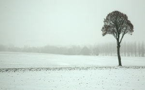 nature, landscape, tree, snow, winter, black and white, fog, mist, morning, frost, weather, monochrome, season