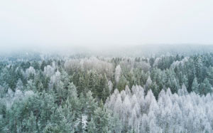 hoarfrost, trees, nature, forest, wilderness, mountain, snow, winter, fog, mist, morning, frost, weather, fir, season, ridge, spruce, woodland, freezing, coniferous