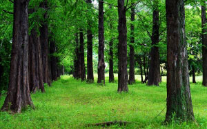 trees, forest, landscape, nature, environment, woodland, grove, green, coniferous, trunk, spruce, fir, branches, pine, grassland