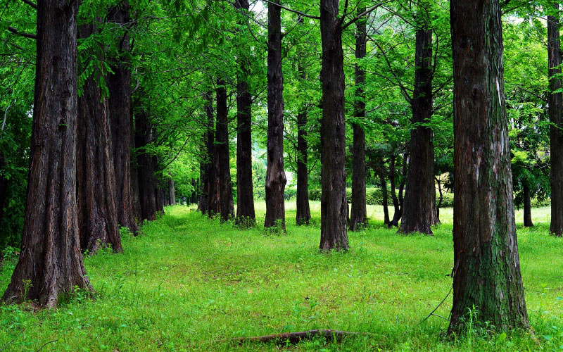 trees, forest, landscape, nature, environment, woodland, grove, green, coniferous, trunk, spruce, fir, branches, pine, grassland