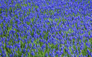 bloom, blossom, blue, colorful, background, flowers, green, grape, hyacinth, nature, purple, spring, vibrant
