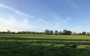 summer, view, nature, park, stapelfelder moor, green, blue, landscape, grass, sky, blue sky, trees, meadow, field