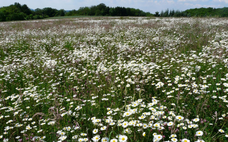 mager meadow, meadow, flower meadow, flowers, leucanthemum vulgare, bloom, white, daisies, marguerite, leucanthemum, spring, summer, blossom, wild flowers
