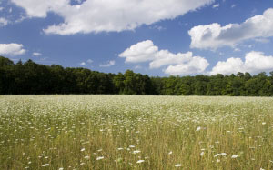 meadow, nature, flowers, trees, landscape, summer, sky, field, forest