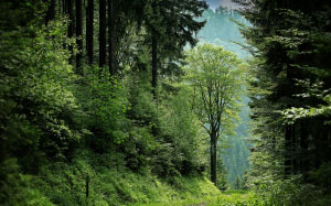 forest, clearing, path, trees, woods, forest, plant, landscape, nature
