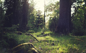 nature, green, grasses, trees, daytime, forest, light, dust, clearing