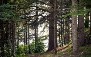 forest, woods, clearing, path, nature, trees, mystical, leaves