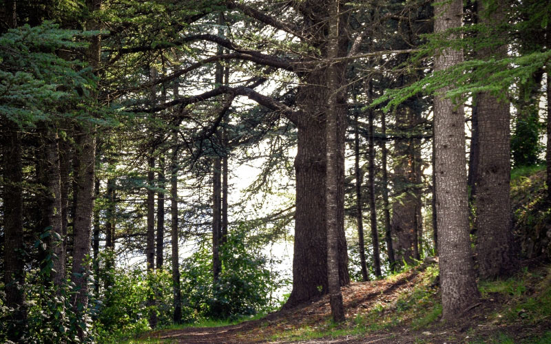 forest, woods, clearing, path, nature, trees, mystical, leaves