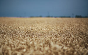nature, landscape, golden grain, summer, golden, grain, field, wheat, countryside