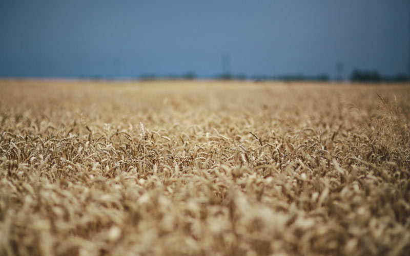 nature, landscape, golden grain, summer, golden, grain, field, wheat, countryside