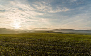 field, landscape, meadow, sunset, sky, agriculture, nature, farm, rural, land, cloud, sky, crop, grass, outdoors, plantation