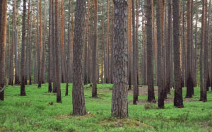 forest, landscape, nature, trees, woodland, outdoors, green, wood
