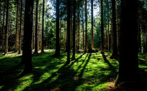 forest, nature, tree trunks, trees, wood, outdoors
