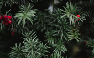 autumn, nature, leaf, leaves, fall, plant, tree, green, new year, christmas tree, red, christmas, xmas, close-up, coniferous tree, pine tree, branch, needle, fir