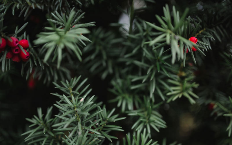 autumn, nature, leaf, leaves, fall, plant, tree, green, new year, christmas tree, red, christmas, xmas, close-up, coniferous tree, pine tree, branch, needle, fir