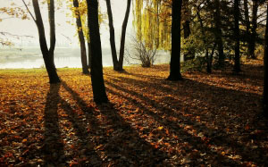 light, landscape, nature, autumn, fall, leaves, daylight, foggy, forest, hazy, misty, murky, outdoors, park, scenery, scenic, season, shadow, sunlight, trees, woods, trunks