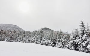 fir, trees, forest, landscape, mountain, nature, pine, snow, winter, cold, season, white, outdoors, frozen, woodland