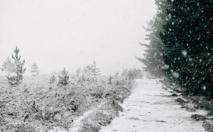 snowcapped trees, trees, cold, gray, snow, white, winter, landscape, nature, forest, path