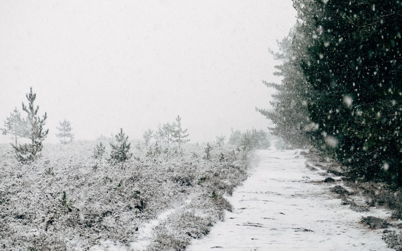 snowcapped trees, trees, cold, gray, snow, white, winter, landscape, nature, forest, path