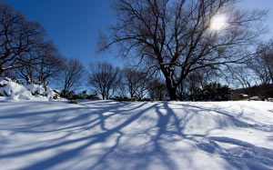 cold, snow, wood, landscape, frost, frosty, frozen, morning, daytime, winter, landscape, nature