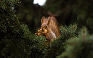plant, tree, fawn, evergreen, shortstraw, pine, twig, forest, conifer, spruce, fir, squirrel, wildlife