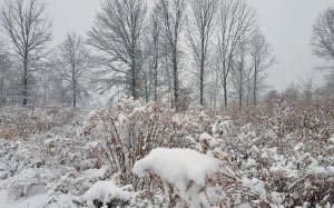 snow, winter, field, snowfall, nature, landscape, trees, bushes, shrub