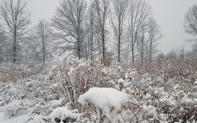 snow, winter, field, snowfall, nature, landscape, trees, bushes, shrub