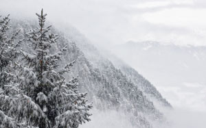 landscape, mountain, snow, trees, white, winter, cold, nature, forest, outdoors, pine trees, coniferous trees, evergreen trees, blizzard, fir trees, snowcapped mountain