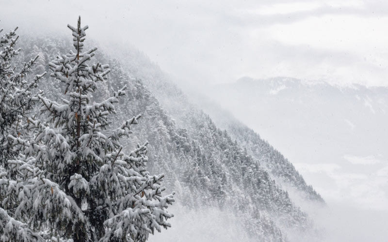 landscape, mountain, snow, trees, white, winter, cold, nature, forest, outdoors, pine trees, coniferous trees, evergreen trees, blizzard, fir trees, snowcapped mountain