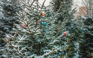 branches, winter, twigs, snow, evergreen, pine, conifer, trees, fir, christmas decoration, fir, spruce, christmas, xmas, new year, holiday